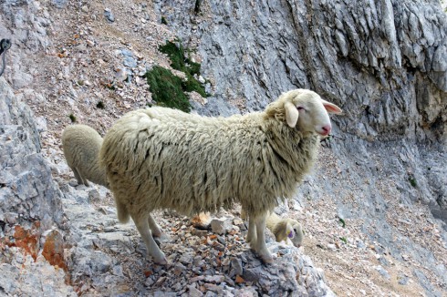 Owce alpy Julijskie