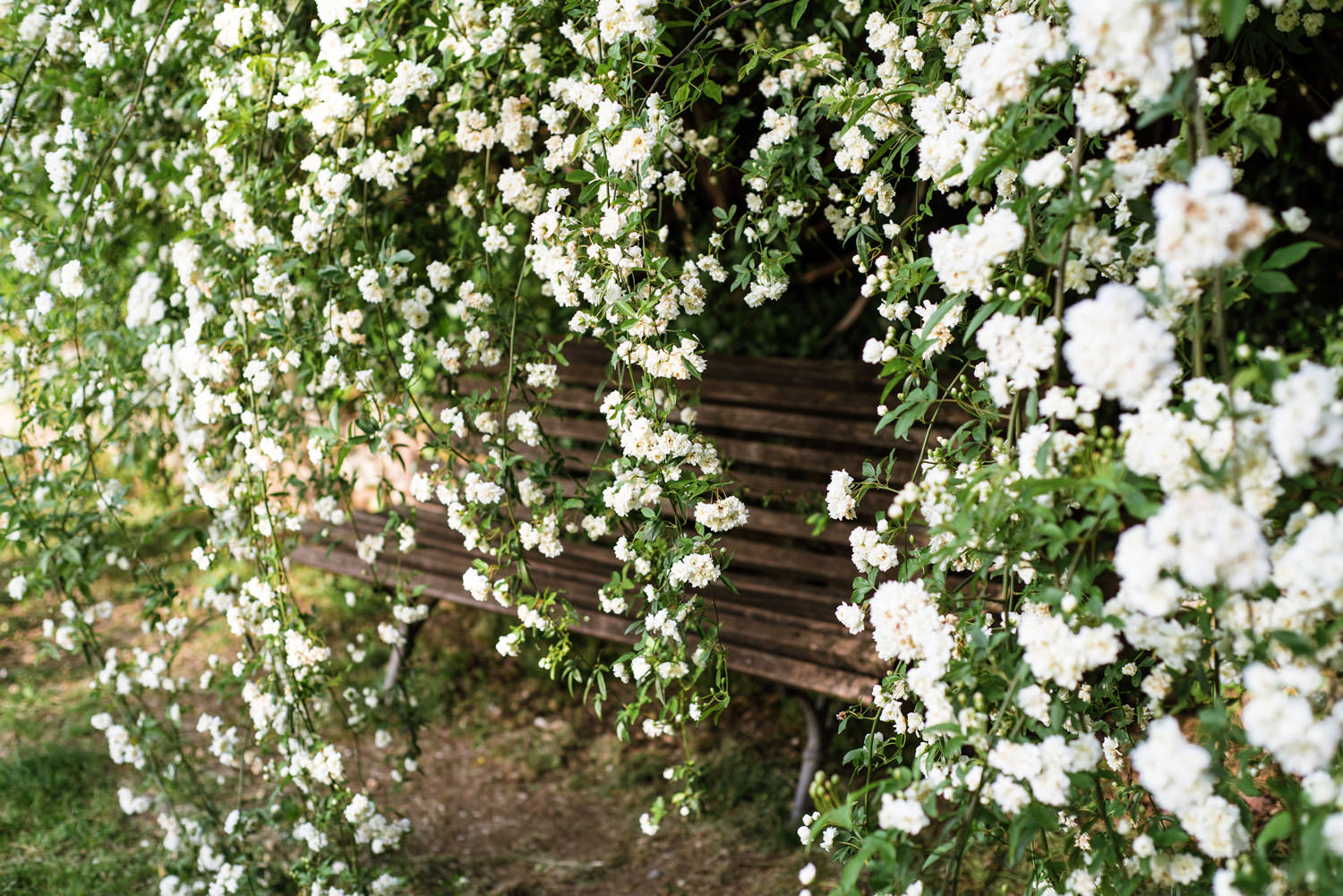 ogrod rozany