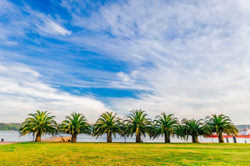 palmy Portugalia