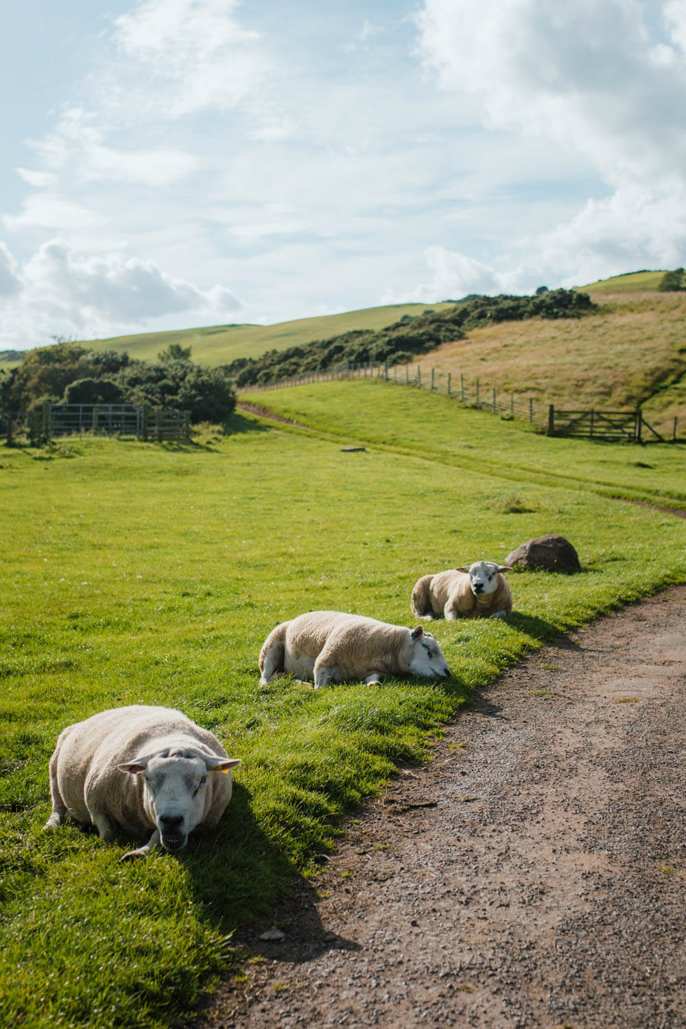 szkockie owce